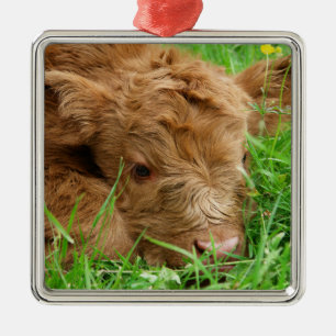 Adorable Scottish Highland Calf Metal Ornament
