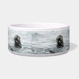 Adorable Sea Otter