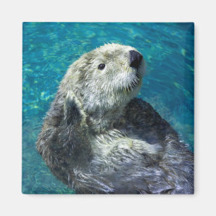 Adorable Sea Otter Cute Blue Water Magnet