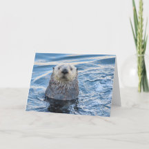 Adorable Sea Otter Peeks