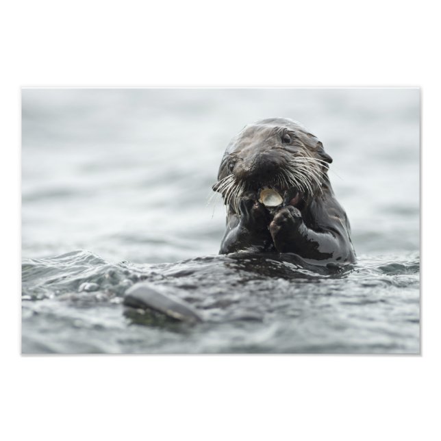 Adorable Sea Otter Photo Print (Front)