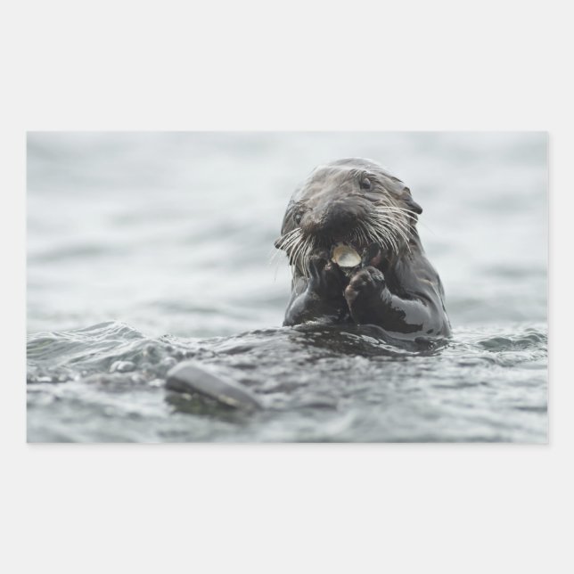 Adorable Sea Otter Sticker (Front)
