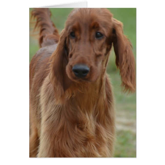 Adorable Setter irlandais (Devant)