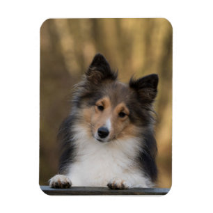 Adorable Sheltie, Shetland Sheepdog Pup Magnet