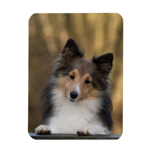 Adorable Sheltie, Shetland Sheepdog Pup Magnet (Vertical)