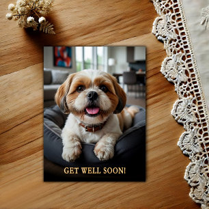 Adorable Shih Tzu Get Well Postcard