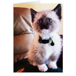 Adorable Siamese Kitten photo vierge à l'intérieur