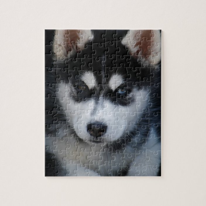 Adorable Siberian Husky Sled Dog Puppy Jigsaw Puzzle | Zazzle.ca