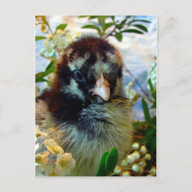 Adorable Silver Laced Cochin Chick with Flowers Postcard (Front)