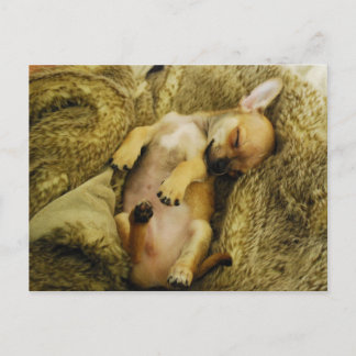 Adorable Sleeping Chihuahua Puppy Postcard