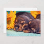 Adorable sleeping Doxen puppies Postcard (Front/Back)