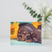Adorable sleeping Doxen puppies Postcard (Standing Front)