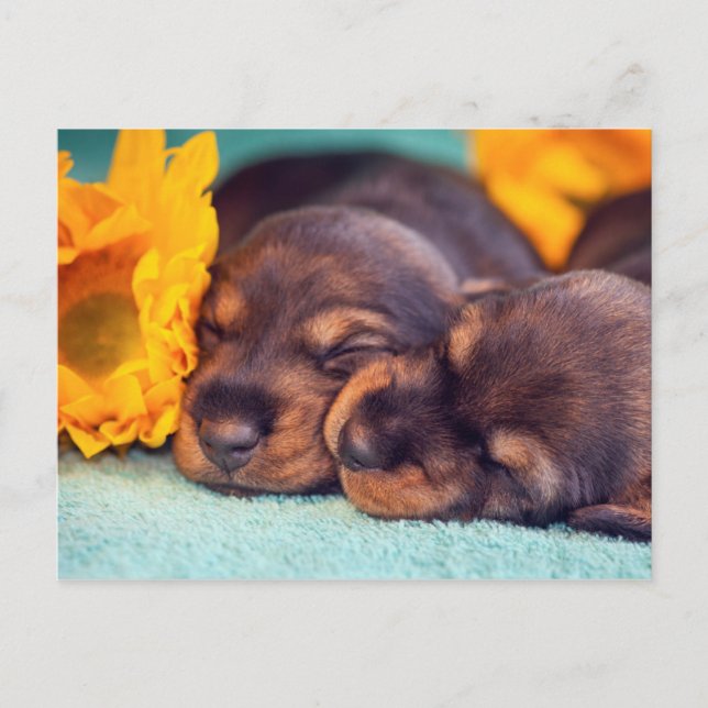Adorable sleeping Doxen puppies Postcard (Front)