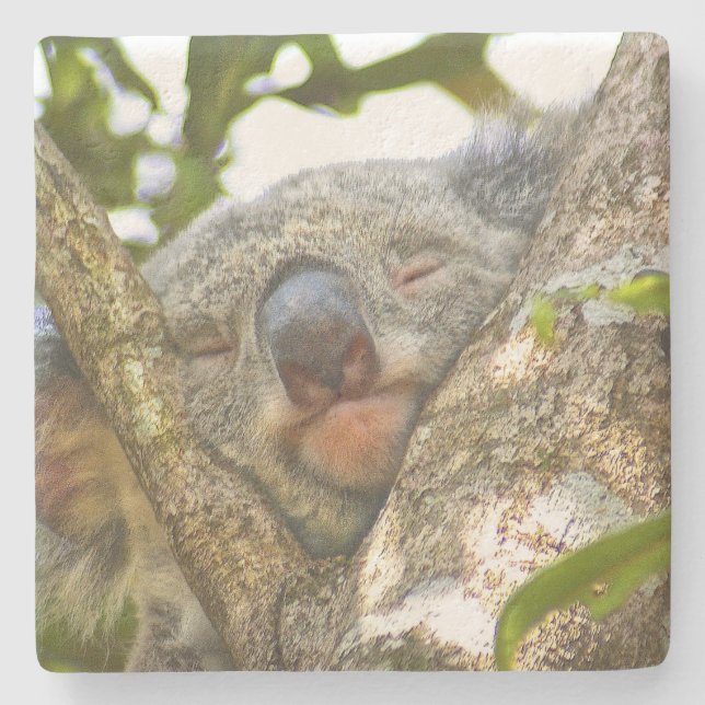 Adorable Sleeping Koala Stone Coaster (Front)