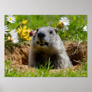 Adorable Smiling Groundhog Emerging  Poster