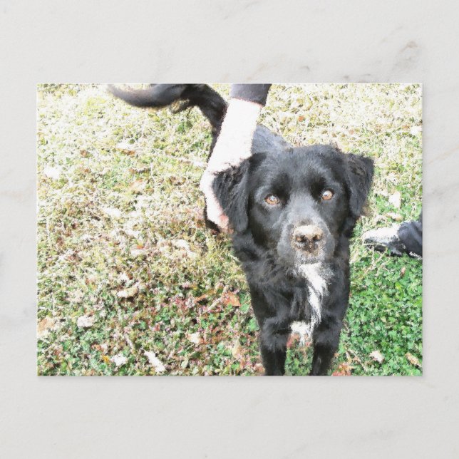 Adorable Smokey Poses for the Camera Postcard (Front)