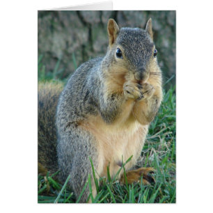 Adorable Squirrel