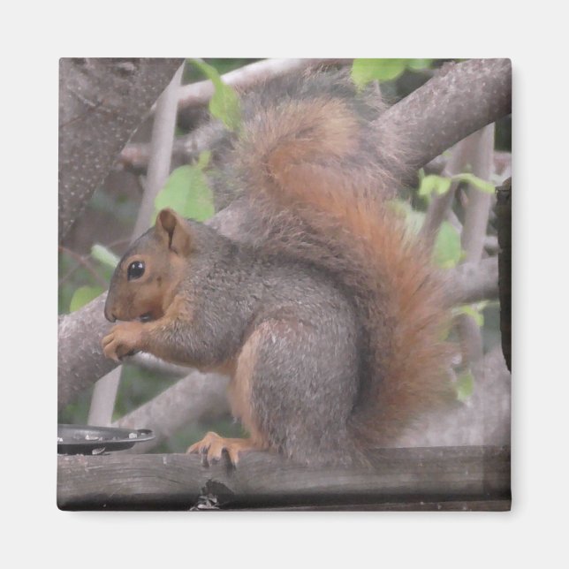 Adorable  Squirrel Eating a Nut Photo Magnet (Front)