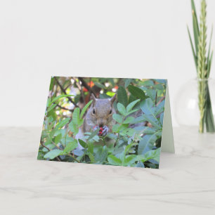 Adorable Squirrel Eating Berries Greeting Card