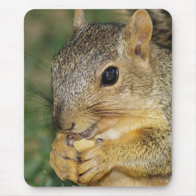 Adorable Squirrel Eating Peanut Photo Mouse Pad (Front)