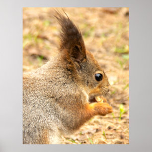 Adorable Squirrel Eating Peanut Photo Poster