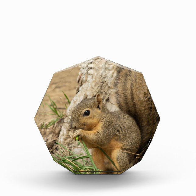 Adorable Squirrel Glass Desk Art Photo Block (Front)