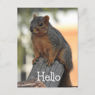 Adorable Squirrel Photograph   Hello  Postcard