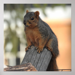 Adorable Squirrel Photograph Hello Poster