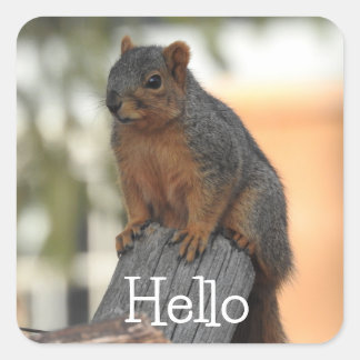 Adorable Squirrel Photograph | Hello Square Sticker
