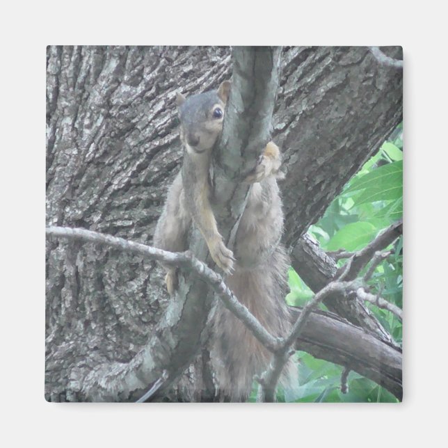 Adorable Squirrel Sleeping on a Branch Magnet (Front)