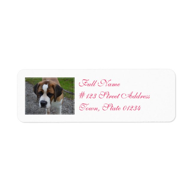 Adorable St Bernard (Front)