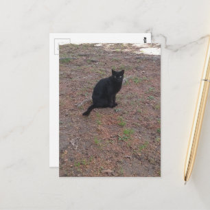 adorable stray black kitty postcard