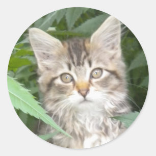 Adorable Tabby Kitten Classic Round Sticker