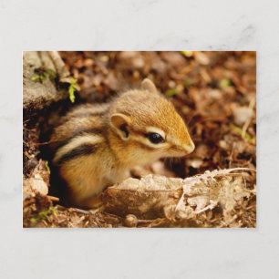 Adorable Teeny Baby Chipmunk Carte postale
