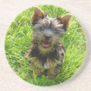 Adorable Terrier Dog Coaster