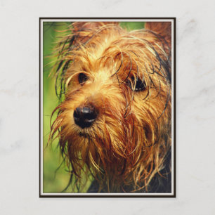 Adorable Terrier Dog with a Wet Face Postcard