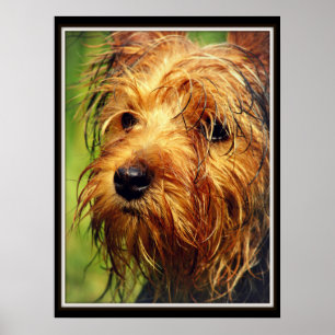 Adorable Terrier Dog with a Wet Face Poster