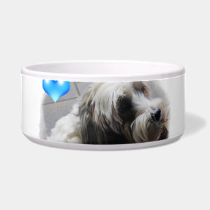 Adorable Tibetan Terrier with a heart dog food bow