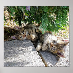 Adorable two kittens, little cats, playing poster
