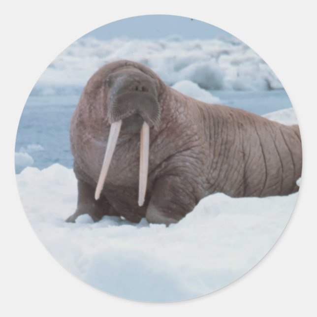 Adorable Walrus Classic Round Sticker (Front)