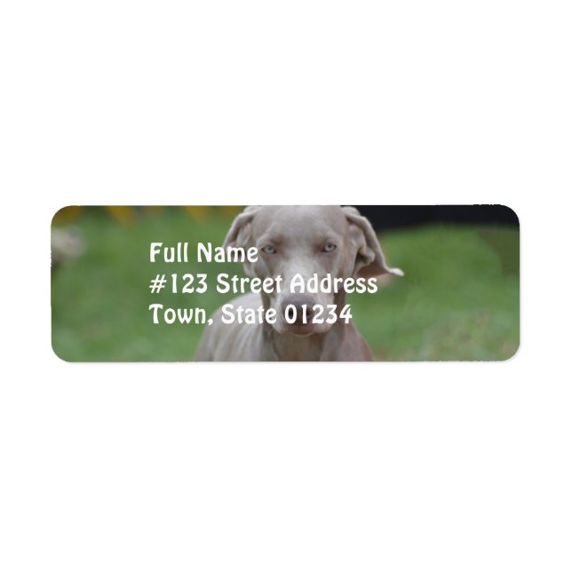 Adorable Weimaraner (Front)