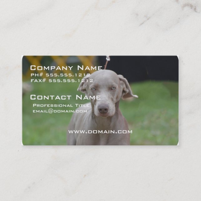 Adorable Weimaraner Business Card (Front)