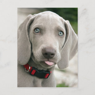Adorable weimaraner puppy postcard