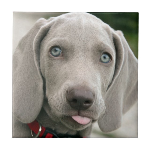 Adorable weimaraner puppy tile (Front)