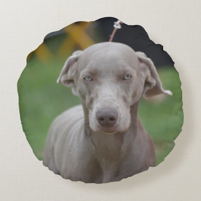 Adorable Weimaraner Round Pillow (Back)