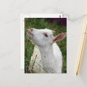 Adorable White Goat Postcard