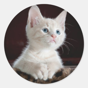 Adorable White Kitten with Blue Eyes & Pink Nose Classic Round Sticker