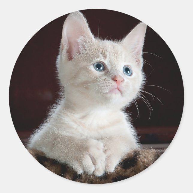 Adorable White Kitten with Blue Eyes & Pink Nose Classic Round Sticker (Front)