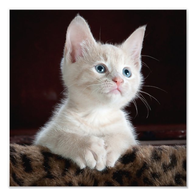 Adorable White Kitten with Blue Eyes & Pink Nose Photo Print (Front)