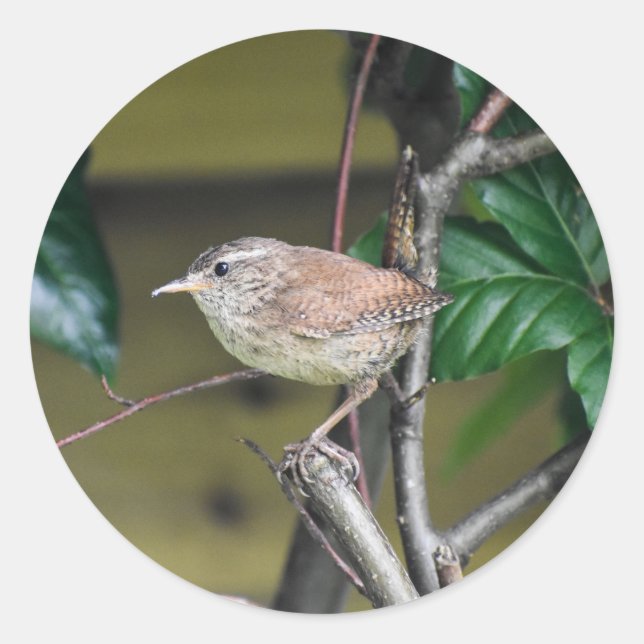 Adorable Wren Perched On A Stick In The Hedge  Classic Round Sticker (Front)